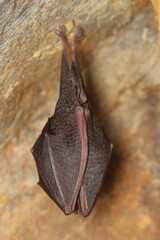 The lesser horseshoe bat (Rhinolophus hipposideros) wintering individual on wall