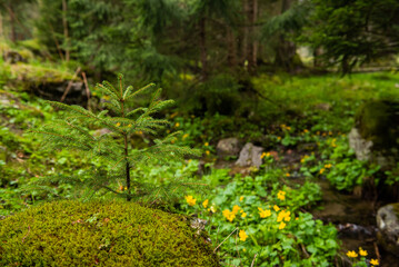 Zakopiański park. © Damian
