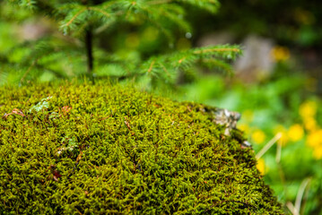 Mech w zakopiańskim parku. © Damian