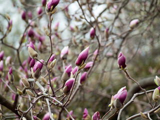 pink magnolia flowers