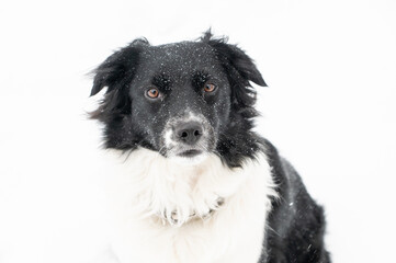 Black and White Miniature Australian Sheppard Aussie Dog in the Falling Snow