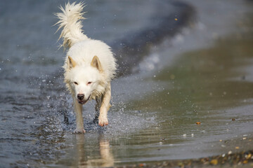 White german shepherd running in the water by the seaside in the summer.