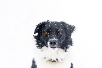 Black and White Miniature Australian Sheppard Aussie Dog in the Falling Snow