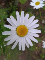 Fototapeta premium daisy flower