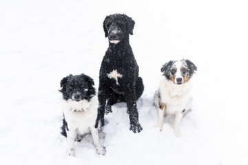 Three Dogs Golden Doodle and Two Australian Shepards sitting in falling snow