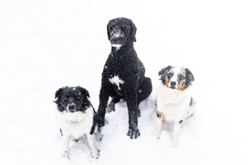 Three Dogs Golden Doodle and Two Australian Shepards sitting in falling snow