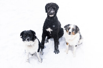 Three Dogs Golden Doodle and Two Australian Shepards sitting in falling snow