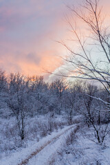 Winter sunset, pink clouds and snow covered trees