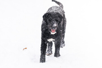 Black and White Golden Doodle Poodle Playing Outside With Snowflakes on Fur Sitting Outside During Michigan Winter