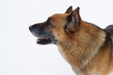 Portrait of a brown homeless dog.