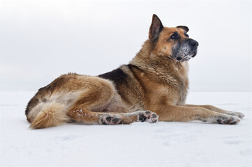 A majestic elderly dog lies on the snow and looks attentively into the distance. View from the bottom.