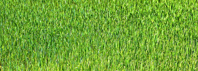 Green grassy lawn.