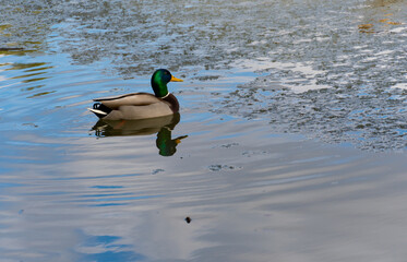 Lonely duck swimming on a lake