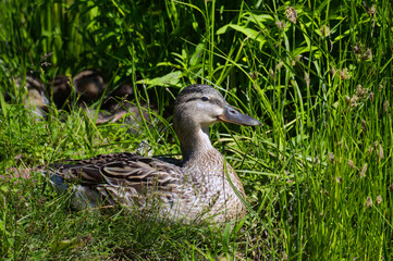 Duck Mallard at her nest with a brood of ducklings.