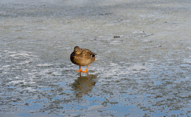 Lonely duck on a fronzen lake