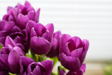 Fototapeta premium lilac tulips on a blurry white background with space for text