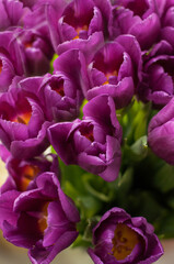 Fototapeta na wymiar bouquet of lilac tulips with blurred edges solid background