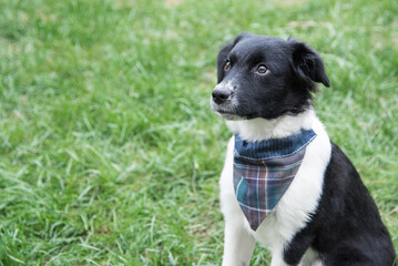 Australian Sheppard Puppies and Dogs Sitting Outside in the Sunshine and Grass