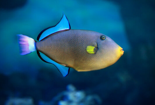 Pinktail triggerfish with yellow fins Melichthys vidua