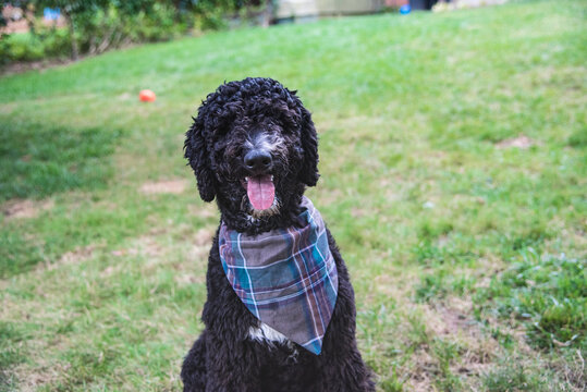 Black Golden Doodle or Poodle Sitting with a Bandanna in the Summer