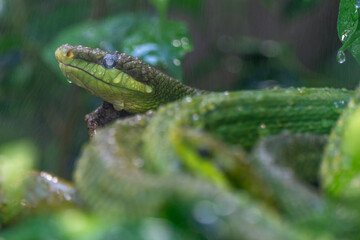 wet snake in the rain