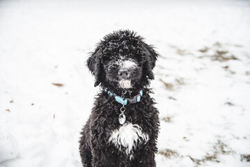 Happy Australian Sheppard and Golden Doodle Dogs and Puppies Playing in the Snow in Michigan During Winter