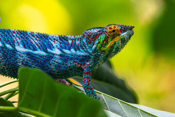 Very detailed chameleon on a branch © Joel