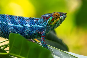 Foto op Canvas Very detailed chameleon on a branch © joel