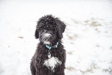 Happy Australian Sheppard and Golden Doodle Dogs and Puppies Playing in the Snow in Michigan During Winter