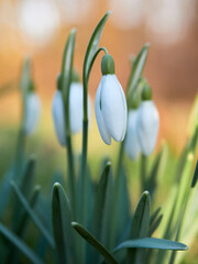 Galanthus nivalis - Snowdrops flowers growing in a meadow. The first flowers of the season. Spring...