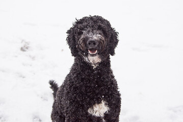 Happy Australian Sheppard and Golden Doodle Dogs and Puppies Playing in the Snow in Michigan During Winter