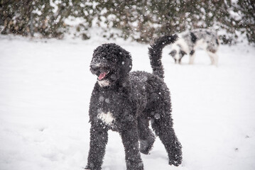 Happy Australian Sheppard and Golden Doodle Dogs and Puppies Playing in the Snow in Michigan During Winter