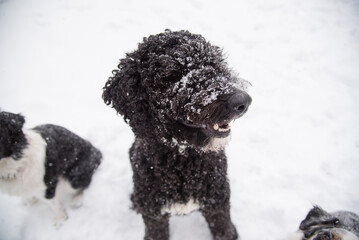 Happy Australian Sheppard and Golden Doodle Dogs and Puppies Playing in the Snow in Michigan During Winter