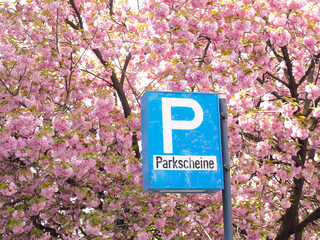 Gebührenpflicht - Autos parken im rosafarbenen Blütenmeer