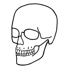 Human skull outline icon. Cranium doodle art on white background.