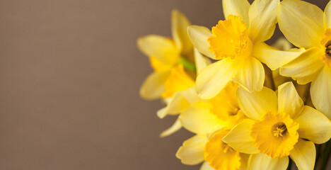 Yellow narcisses on a beige background close-up. Beautiful bright flowers. Concept of holiday - March 8, Valentine's Day, Mother's Day, International Women's Day. Place for text. Banner. Trend color.