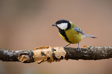 Beautiful great tit (Parus major)