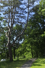 Releases-pl.6ecdbcea751a066f04fae2efaee61b94.pdf