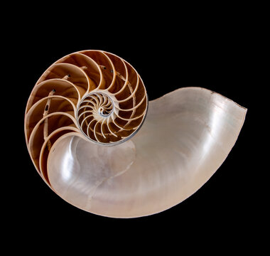 Cross-section of A chambered nautilius shell - nautilius popmilius
