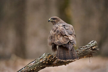 Buzzard perched on a branch