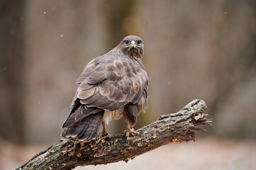 Buzzard perched on a branch