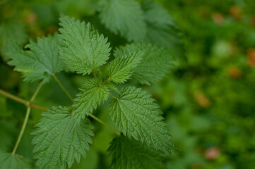 a green nettle bush on a blurry green background with space for text
