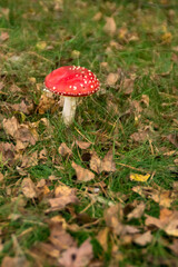fly amanita