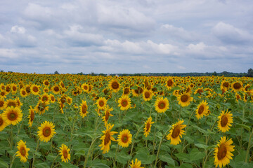 Field of sunflowers and sky