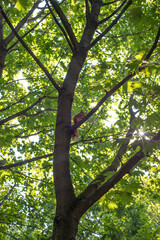 Trees in the forest