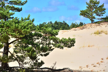 Moving sand dunes in Slowinski National Park near Leba in Northern Poland