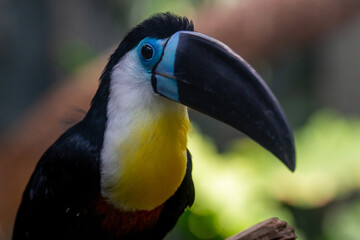 Toucan sitting on a branch and looking in the camera
