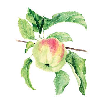 Watercolor apple with leaves. Isolated illustration on white background. Hand drawn painting.