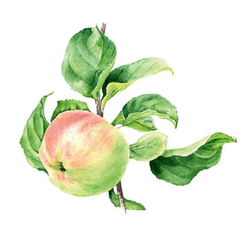 Watercolor apple with leaves. Isolated illustration on white background. Hand drawn painting.