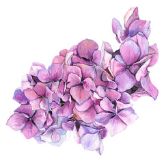 Watercolor purple hydrangea. Isolated on white background. Botanical hand drawing illustration. 